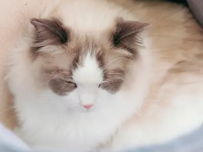 その一瞬を、永遠に。素早い動きもしっかり切り取ります！