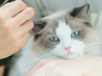 その一瞬を、永遠に。素早い動きもしっかり切り取ります！
