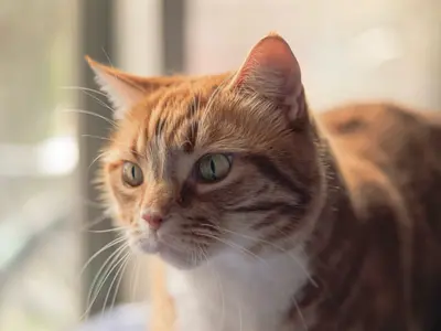 かわいいペット達を思い出に残る一枚に仕上げます！