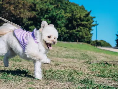 【アワード入選】年間500組撮影★現役プロカメラマン★屋内外撮影お伺い致します！