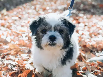 【アワード入選】年間500組撮影★現役プロカメラマン★屋内外撮影お伺い致します！