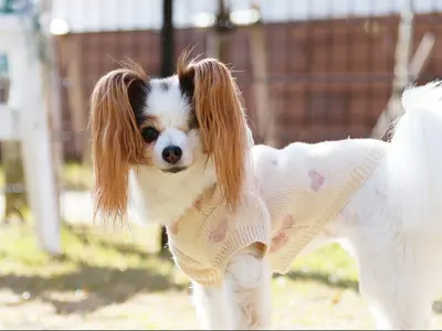 ペット写真撮影