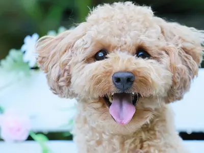 ペット写真撮影