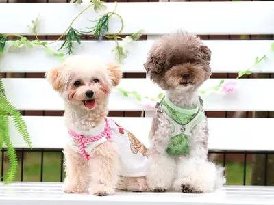 ペット写真撮影