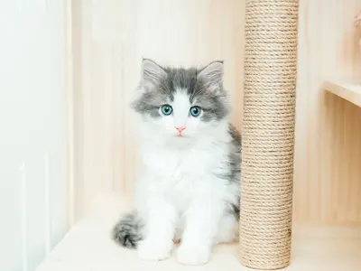 【じっとしなくても大丈夫】撮影実績200件以上 全データレタッチ納品