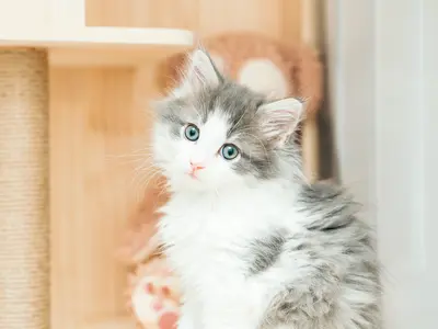 【じっとしなくても大丈夫】撮影実績200件以上 全データレタッチ納品