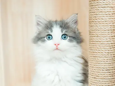 【じっとしなくても大丈夫】撮影実績200件以上 全データレタッチ納品