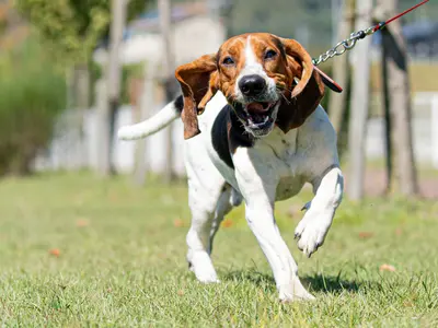 動物好きプロフォトグラファーがワンちゃん、ネコちゃんの撮影を行います！