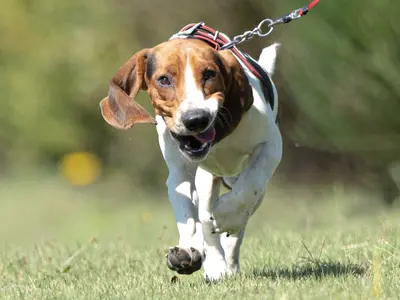 動物好きプロフォトグラファーがワンちゃん、ネコちゃんの撮影を行います！