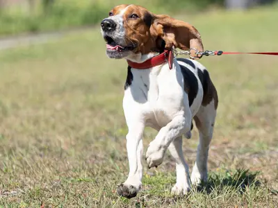 動物好きプロフォトグラファーがワンちゃん、ネコちゃんの撮影を行います！