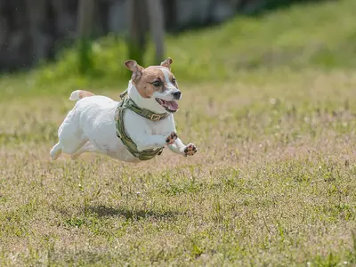 ペットの表情を完璧に捉える！お客様満足度抜群の自社スタッフによる専門撮影