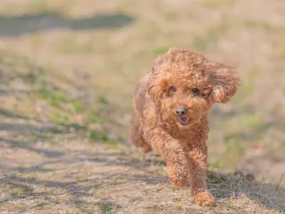 ペットの表情を完璧に捉える！お客様満足度抜群の自社スタッフによる専門撮影