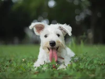 当方も愛犬家です。愛犬家の目線で撮影します◆PayPay他各種ＩＤ決済可