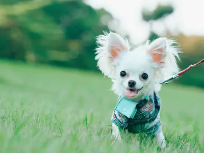 当方も愛犬家です。愛犬家の目線で撮影します◆PayPay他各種ＩＤ決済可