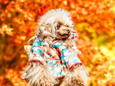 【★ご好評感謝割★22,000円→15,000円】◎先着50組まで◎交通費込