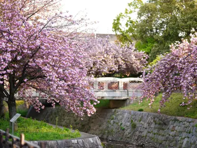 成人式　卒業　入学