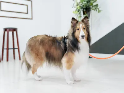 《屋外・室内どちらでも可能！》となりにいる奇跡を、写真に残そう