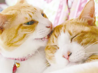 家族笑顔の出張撮影　一生残る一瞬をプロにまかせてみませんか？