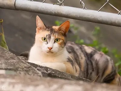 【前日予約も積極対応】●犬●猫●うさぎetc様々なペットにご対応可能！