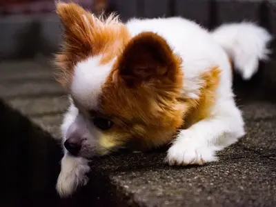 【前日予約も積極対応】●犬●猫●うさぎetc様々なペットにご対応可能！