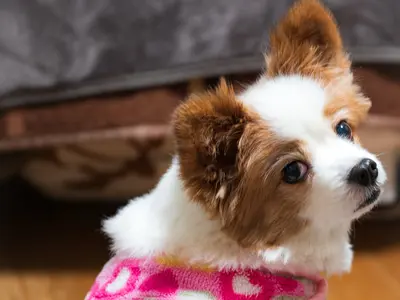 【前日予約も積極対応】●犬●猫●うさぎetc様々なペットにご対応可能！