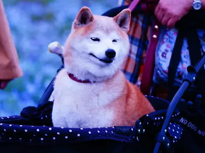 可愛いペットの最高の一瞬を写真に！時間延長無料◎枚数無制限◎納得いくまで撮影！