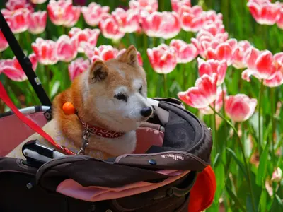 可愛いペットの最高の一瞬を写真に！時間延長無料◎枚数無制限◎納得いくまで撮影！