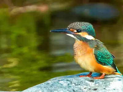 ペットの輝く一瞬写真に残します。