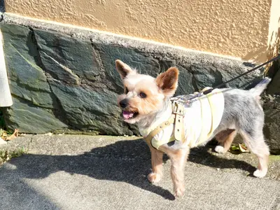 ペットの輝く一瞬写真に残します。