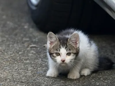 ペットの輝く一瞬写真に残します。