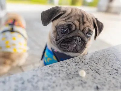 【撮影件数 延べ４００組以上】大切な家族のわんちゃんの自然な笑顔を残しましょう！