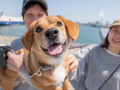 【撮影件数 延べ４００組以上】大切な家族のわんちゃんの自然な笑顔を残しましょう！