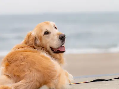 【撮影件数 延べ４００組以上】大切な家族のわんちゃんの自然な笑顔を残しましょう！