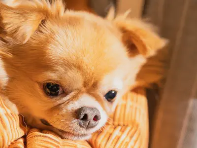 【枚数無制限！即日納品可能！】初回の方、限定割引させていただきます！！