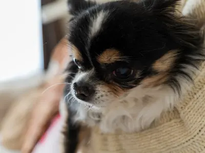 【プレビューしながら撮影可】プロフィール用、記録用など全般対応可【動画も可】