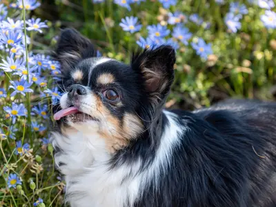 【プレビューしながら撮影可】プロフィール用、記録用など全般対応可【動画も可】