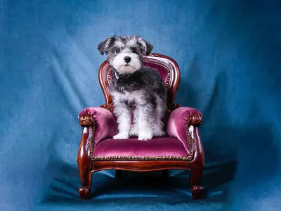 ペットモデルオーディションを担当するフォトグラファーのペット出張撮影サービス