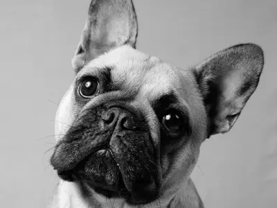 ペットモデルオーディションを担当するフォトグラファーのペット出張撮影サービス