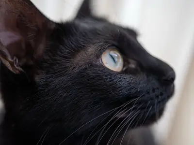 ペットも大切な家族。お外に出れない子達でも出張撮影させていただきます。