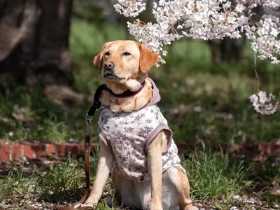 ペットも大切な家族。お外に出れない子達でも出張撮影させていただきます。