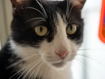 ペットも大切な家族。お外に出れない子達でも出張撮影させていただきます。