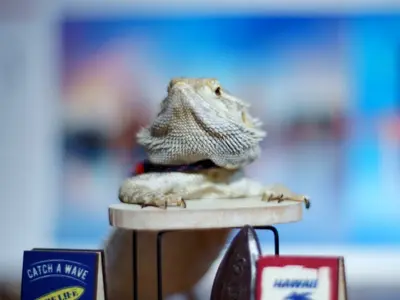 女性スタッフ同行可★非喫煙者◆あなたのかわいいペットを素敵な一枚に！