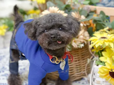 インスタフォロワー2万人！あなたのペットの最高の瞬間を引き出します