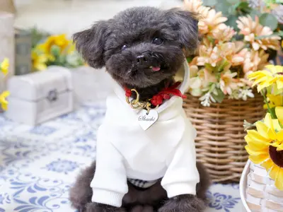 インスタフォロワー2万人！あなたのペットの最高の瞬間を引き出します