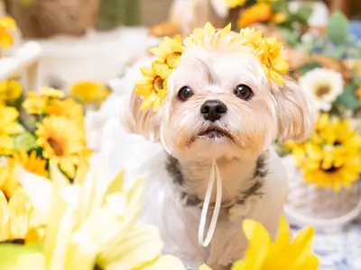 インスタフォロワー2万人！あなたのペットの最高の瞬間を引き出します