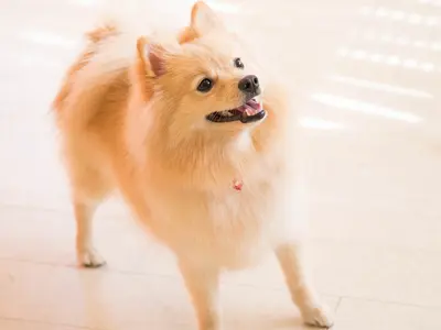 ワンコ撮りませんか《30年9000頭以上の撮影実績》私が責任持って伺います！