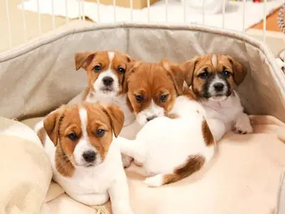 ワンコ撮りませんか《30年9000頭以上の撮影実績》私が責任持って伺います！