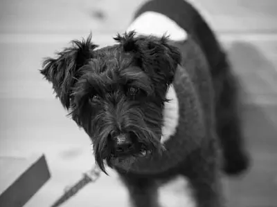 ワンコ撮りませんか《30年9000頭以上の撮影実績》私が責任持って伺います！