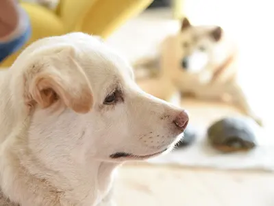 ペットちゃんとの大切な日々を残しましょう！