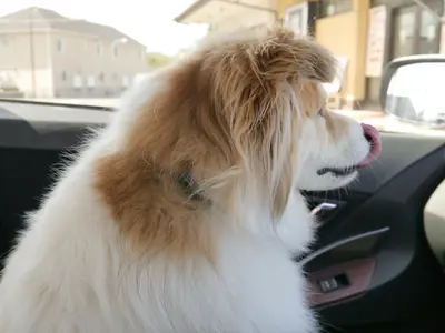 ペットちゃんとの大切な日々を残しましょう！